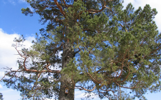 10_Pociškės pušis.jpg